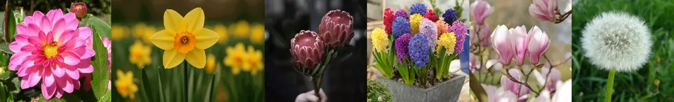 С имена на цветя